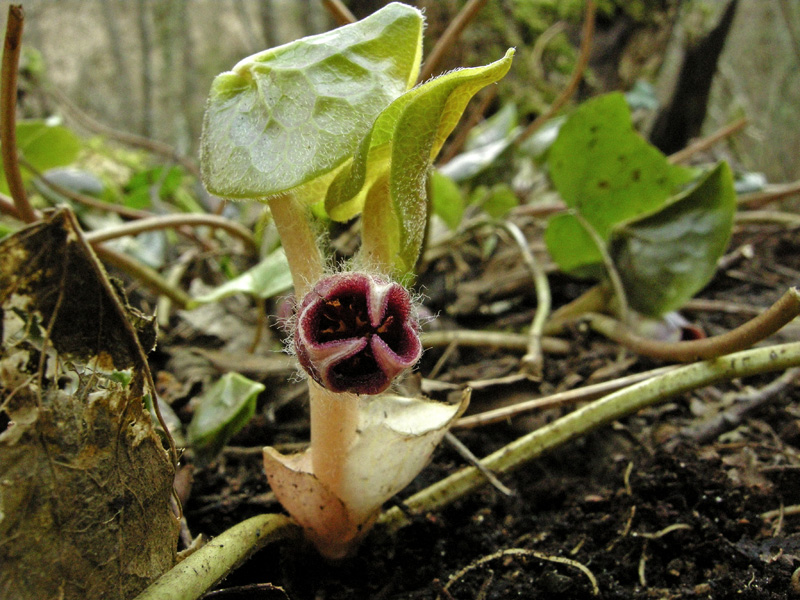 Asarum europaeum L.  /  Baccaro